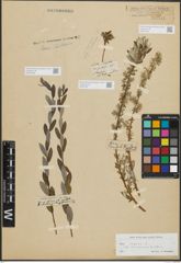 Foto von Salix repens subsp. incubacea (L.) A. Neumann